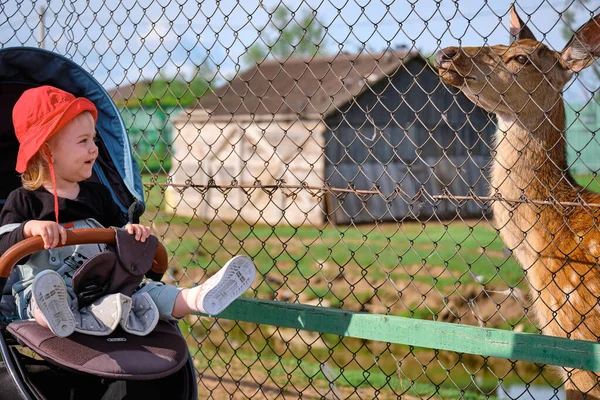 Una Niña Carruaje Alimenta Ciervo Zoológico Khabarovsk Rusia — Foto de Stock