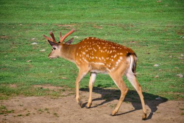 Rusya 'nın Khabarovsk kentindeki özel bir hayvanat bahçesinde geyik yürüyüşü