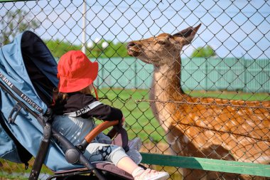 Bebek arabasındaki küçük bir kız Khabarovsk, Rusya 'da bir hayvanat bahçesinde geyik besliyor..