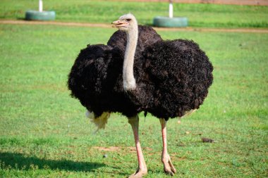 Yeşil çimlerde devekuşu.