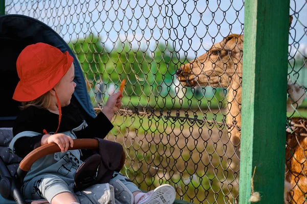 Una Niña Carruaje Alimenta Ciervo Zoológico Khabarovsk Rusia — Foto de Stock