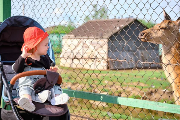 Ein Kleines Mädchen Kinderwagen Füttert Ein Reh Einem Zoo Chabarowsk — Stockfoto