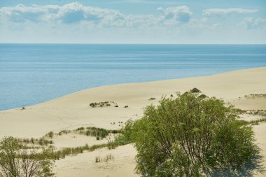 Kum tepeleri Rus Curonian Spit bölüm. Kaliningrad bölgesi, Rusya Federasyonu