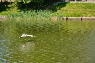 Beyaz bir kuğu yaz öğleden sonra Kaliningrad gölünde havalanıyor.