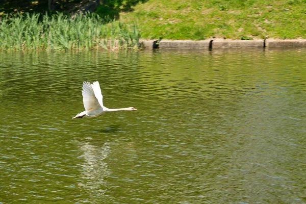 White Swan Takes Pond Kaliningrad Summer Afternoon — Stock Photo, Image