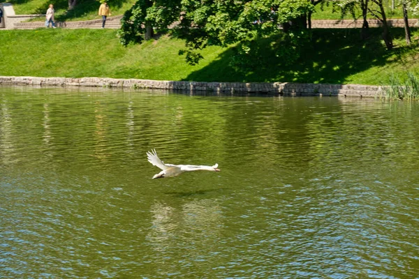 Een Witte Zwaan Stijgt Vijver Van Kaliningrad Zomermiddag — Stockfoto