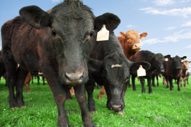 Beef cattle on farm clipart