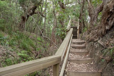 parça çevreye duyarlı ormanın içinde yürümek