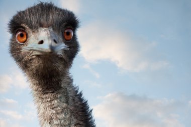 EMU portre