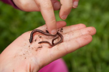 Girl hands holding worms clipart