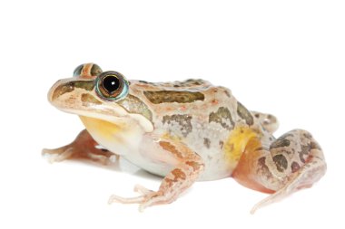 Benekli marsh kurbağa