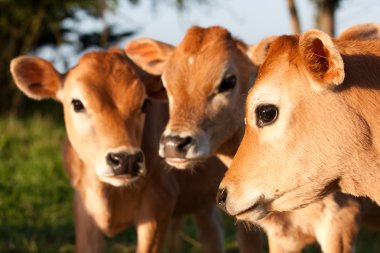 Three cute farm cow calves clipart