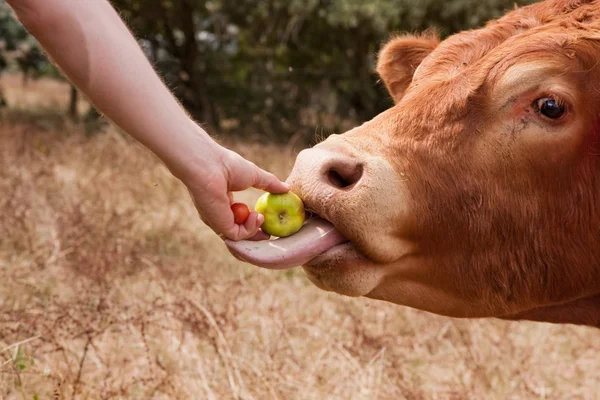 Bull tomando maçã alimentada à mão para comer com língua — Fotografia de Stock