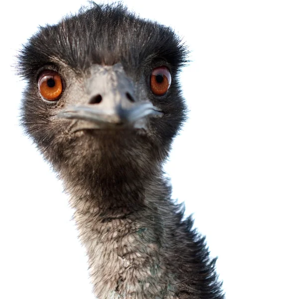 Emu close-up — Fotografia de Stock