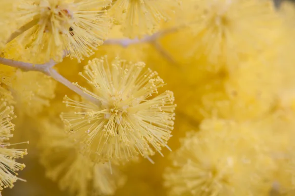 Golden Wattle flores closeup macro — Fotografia de Stock