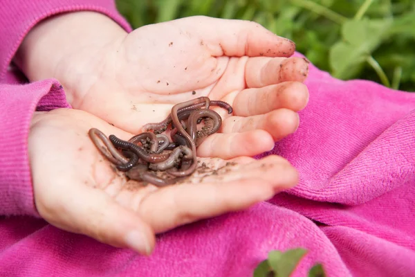 Menina mãos segurando vermes — Fotografia de Stock