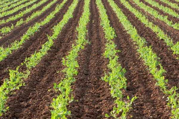 Rows of green vegetables — Stock Photo, Image