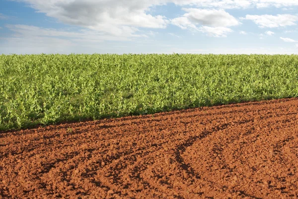 Plowed field and potato crop — Stock Photo, Image