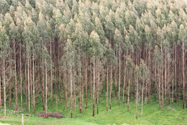 Plantação de gengiva brilhante para exploração madeireira — Fotografia de Stock