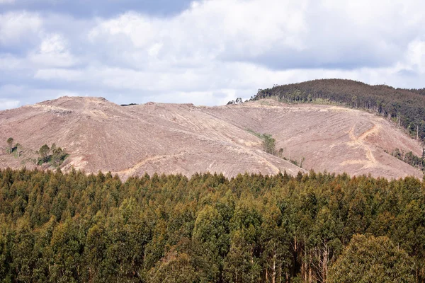 Logging sustainable tree forest plantation — Stock Photo, Image