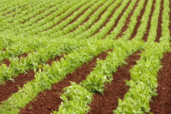 Farm rows of fresh pea plants — Stock Photo, Image