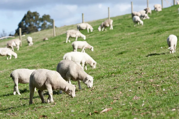 Vit dorper hjorden av får lamm betar hill — Stockfoto