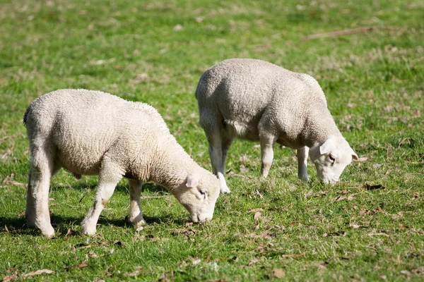 Dormeur blanc moutons agneaux pâturage — Photo