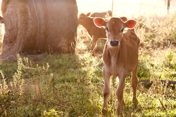 Friesen mejeri kalv stående i gräs — Stockfoto