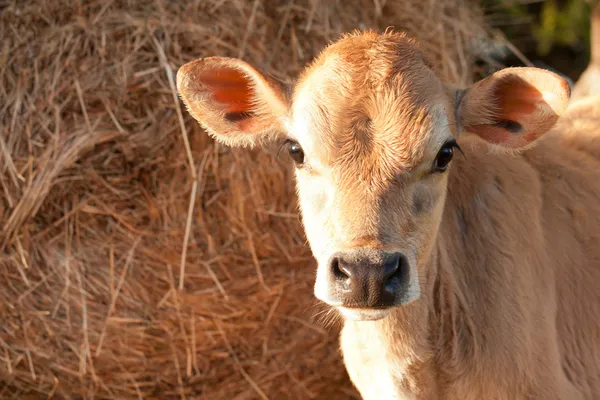 Friesen dairy cow calf — Stock Photo, Image