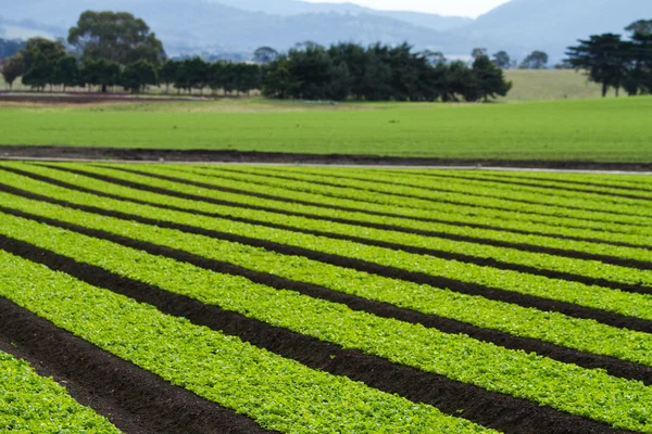 Rows of loose leaf lettuce plants in farm field — Stock Photo, Image