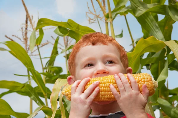 어린 소년 먹는 신선한 옥수수 로열티 프리 스톡 사진