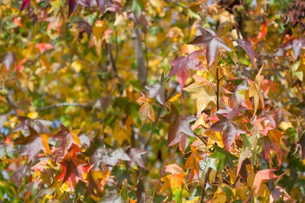 Podzimní Javorové listy na podzim Stock Fotografie