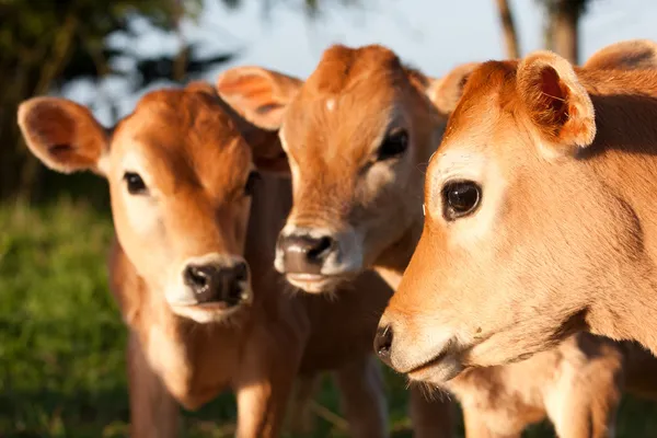 Három aranyos farm tehén borjú Stock Kép