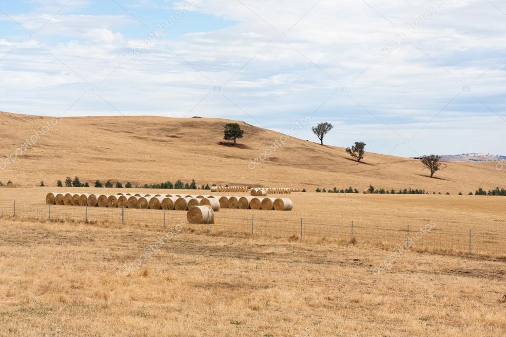 Hay bales on dry Australian farm landscape
