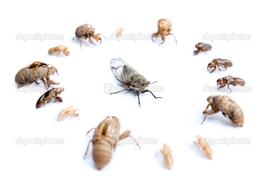 Live Cicada surrounded by old skeletons