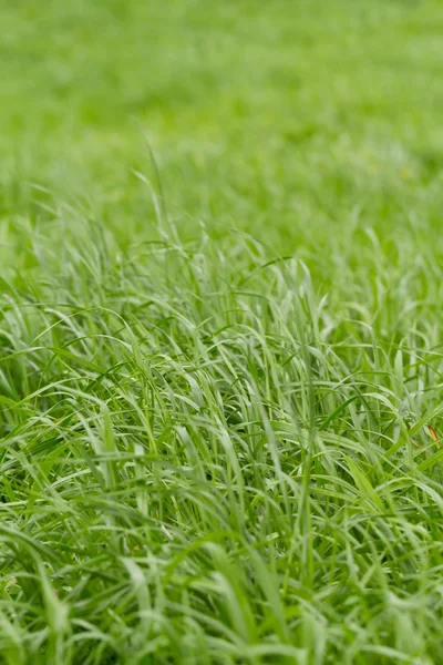 Tall long grass — Stock Photo, Image