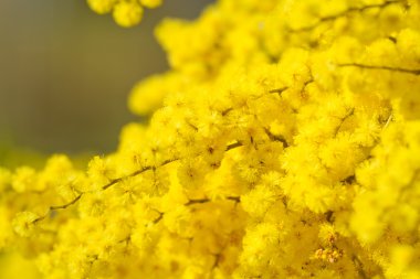 Altın wattle çiçekler