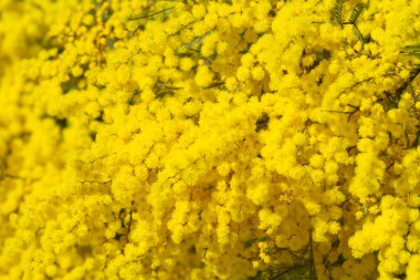 Altın wattle çiçekler