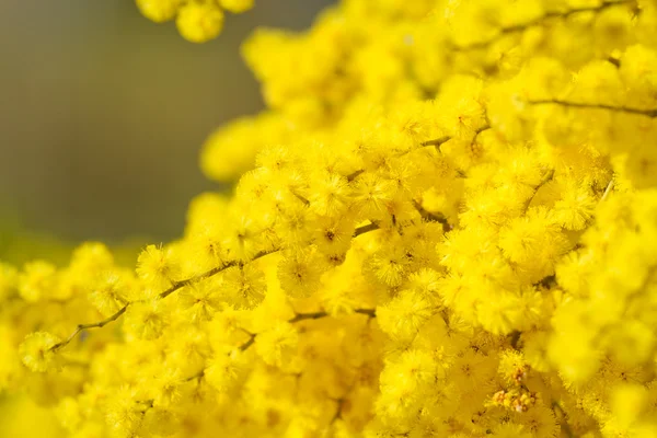 Gyllene wattle blommor Royaltyfria Stockbilder