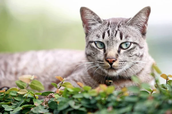 Lovely Gray Cat Sitting Outdoor — Stock Photo, Image