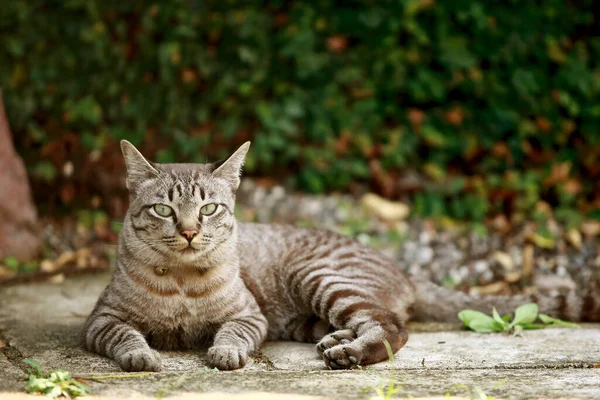 Schöne Graue Katze Sitzt Freien — Stockfoto