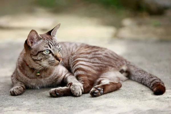 可爱的灰猫坐在室外 — 图库照片