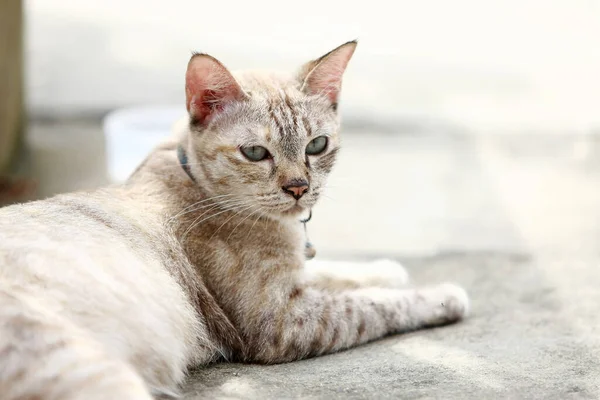 Precioso Gato Gris Sentado Aire Libre —  Fotos de Stock