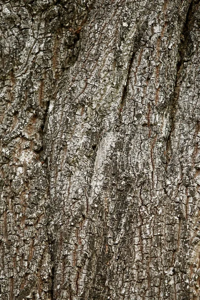 Écorce Bois Dans Jardin Gros Plan Texture — Photo