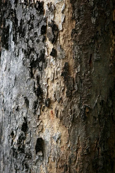 Wooden Bark Garden Close Texture — Stock Photo, Image