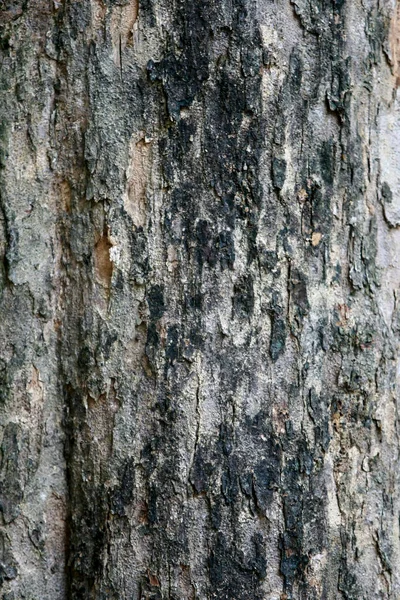 Holzrinde Garten Nahaufnahme Textur — Stockfoto