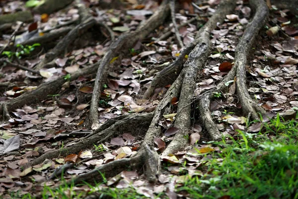 Träbark Trädgården Närbild Textur — Stockfoto