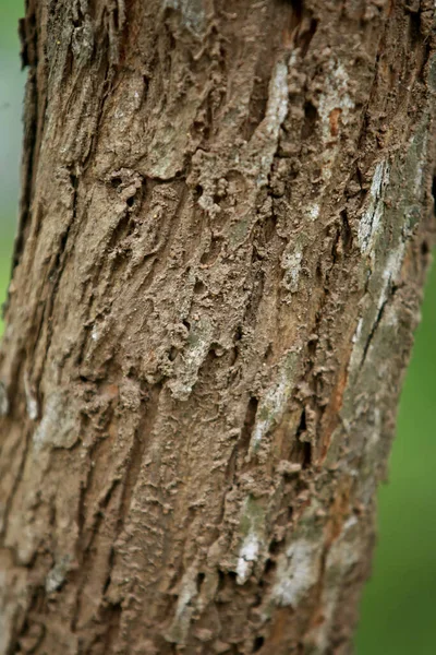 Dřevěná Kůra Zahradě Zavřít Texturu — Stock fotografie