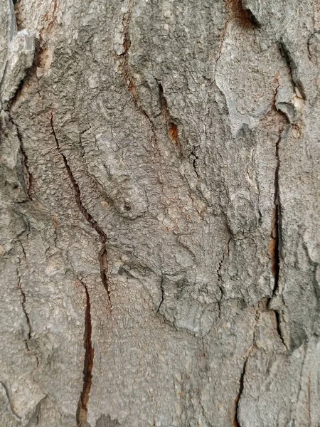 Wooden Bark Garden Close Texture — Stock Photo, Image