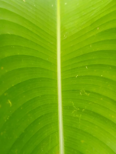 Foglie Foresta Tropicale Alberi Texture Sfondo Carta Parati — Foto Stock